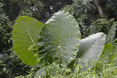 中國熱帶雨林藝術研究院