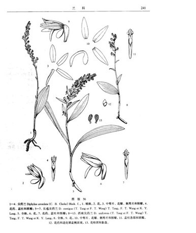 高黎貢舌唇蘭