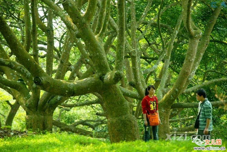 柏塘古欖園