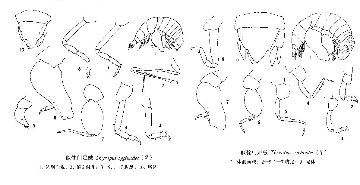 似忱門足戎