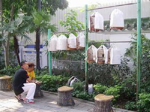 園圃街雀鳥花園