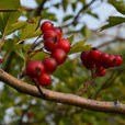 硃砂紅(山楂品種)