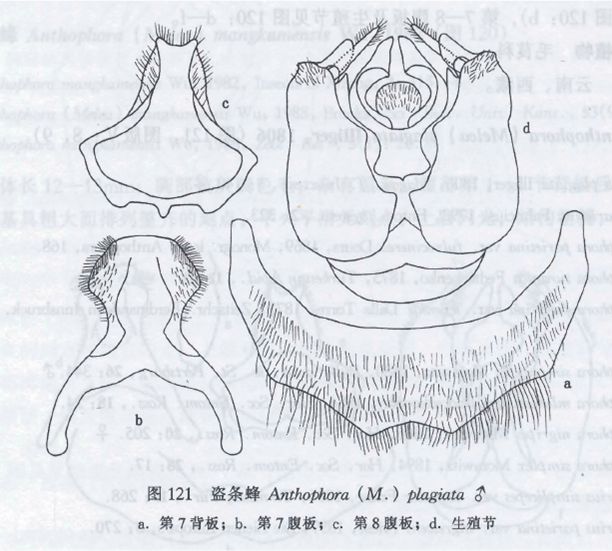 盜條蜂