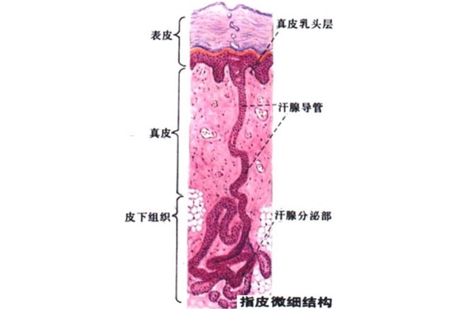 自體成纖維細胞