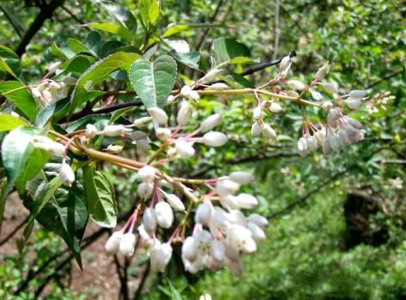 鎮巴樹花菜