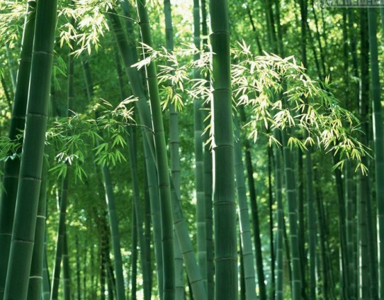 乾河村竹林