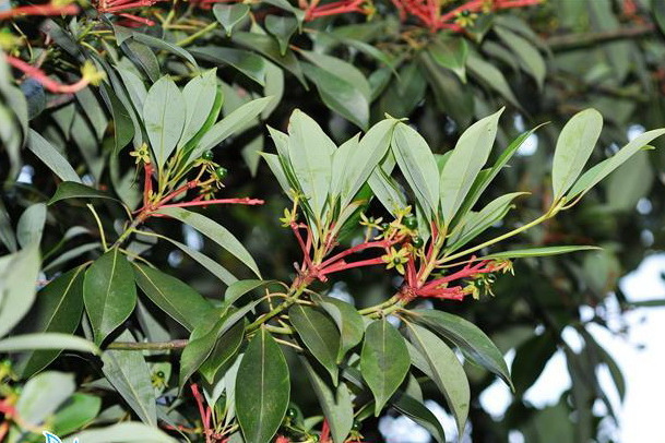 紅楠廣東群體081家系