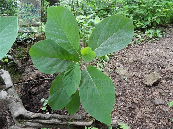 天目木姜子(植物)