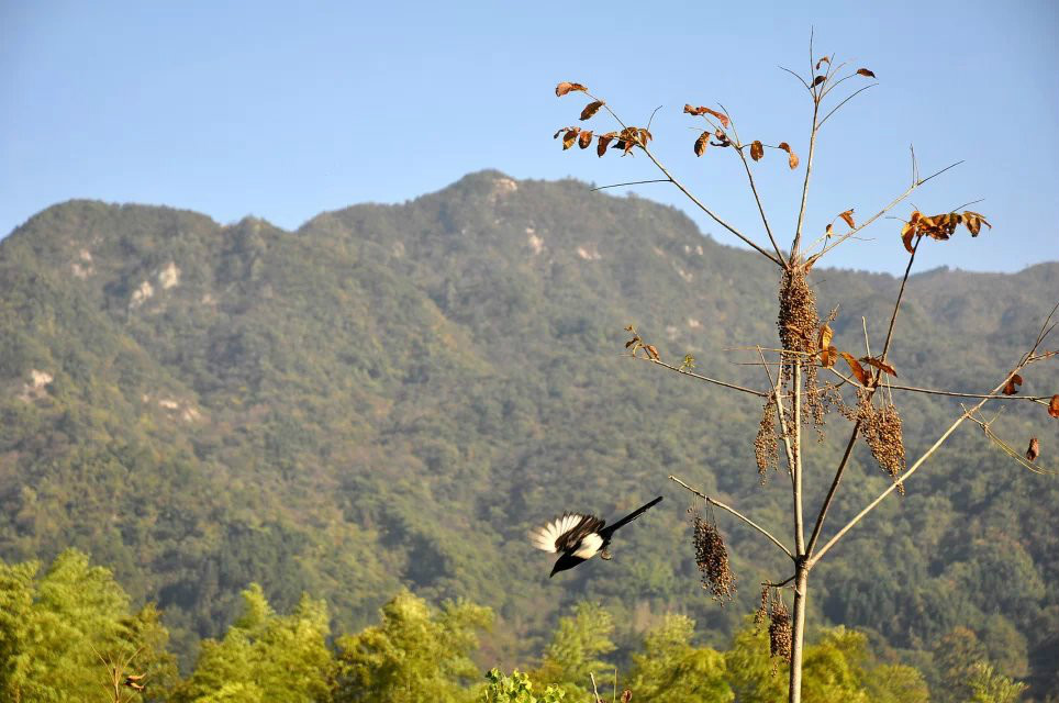 東葛山