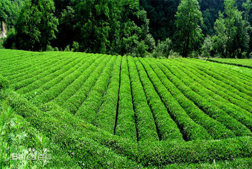 康縣陽壩茶園