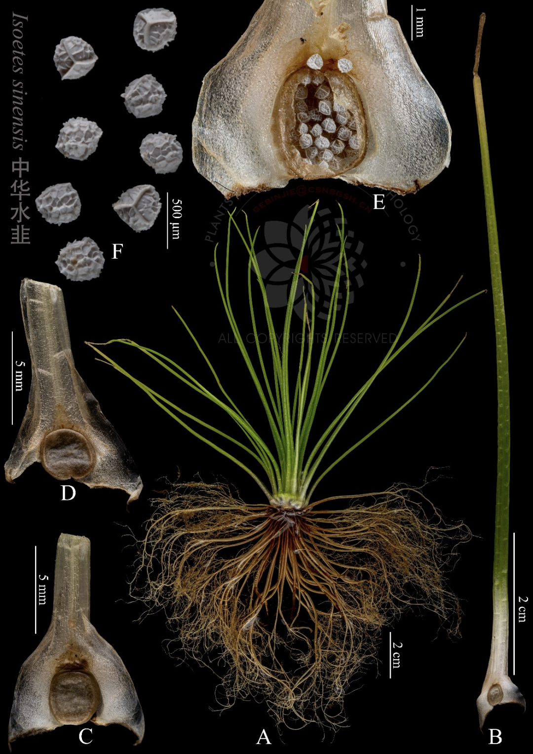 上海維管植物名錄(辰山植物園發布的2022版)