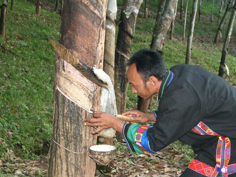 橡膠種植