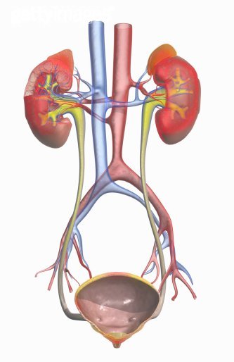 膜增殖性腎小球腎炎