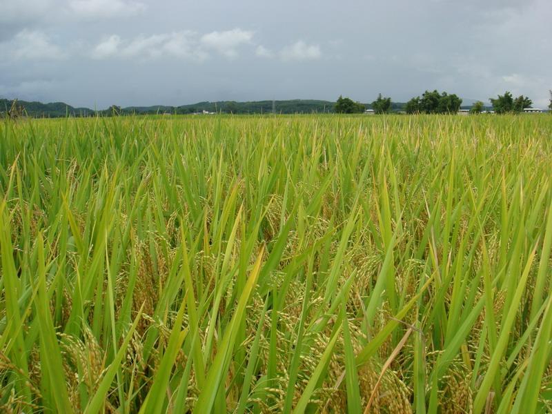 雷允村