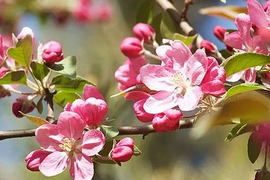 平枝海棠1號