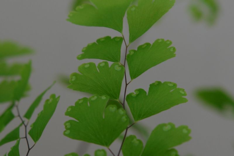 鳳尾豬鬃草(水龍骨目鐵角蕨科植物)