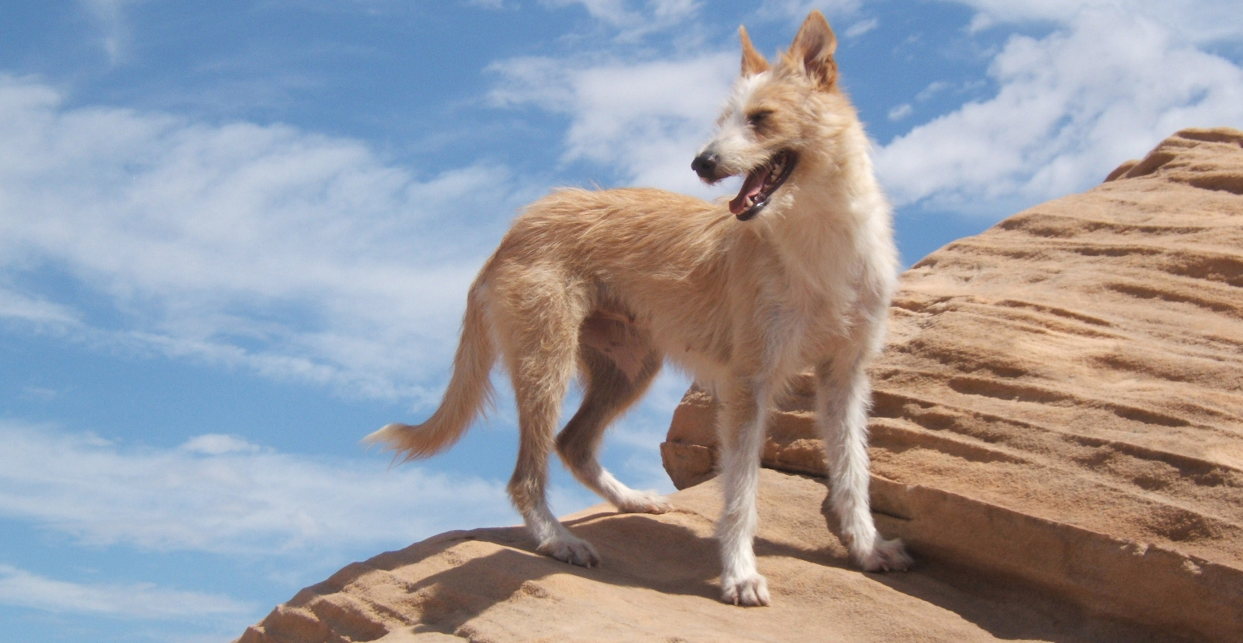 葡萄牙波登哥犬