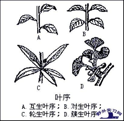 多花互生葉蕘花