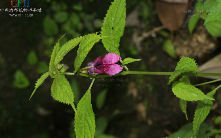 滇西北鳳仙花