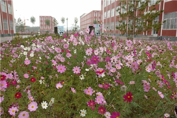 花兒般的校園