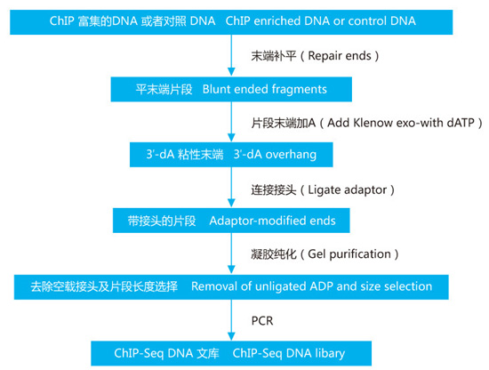 實驗流程示意圖