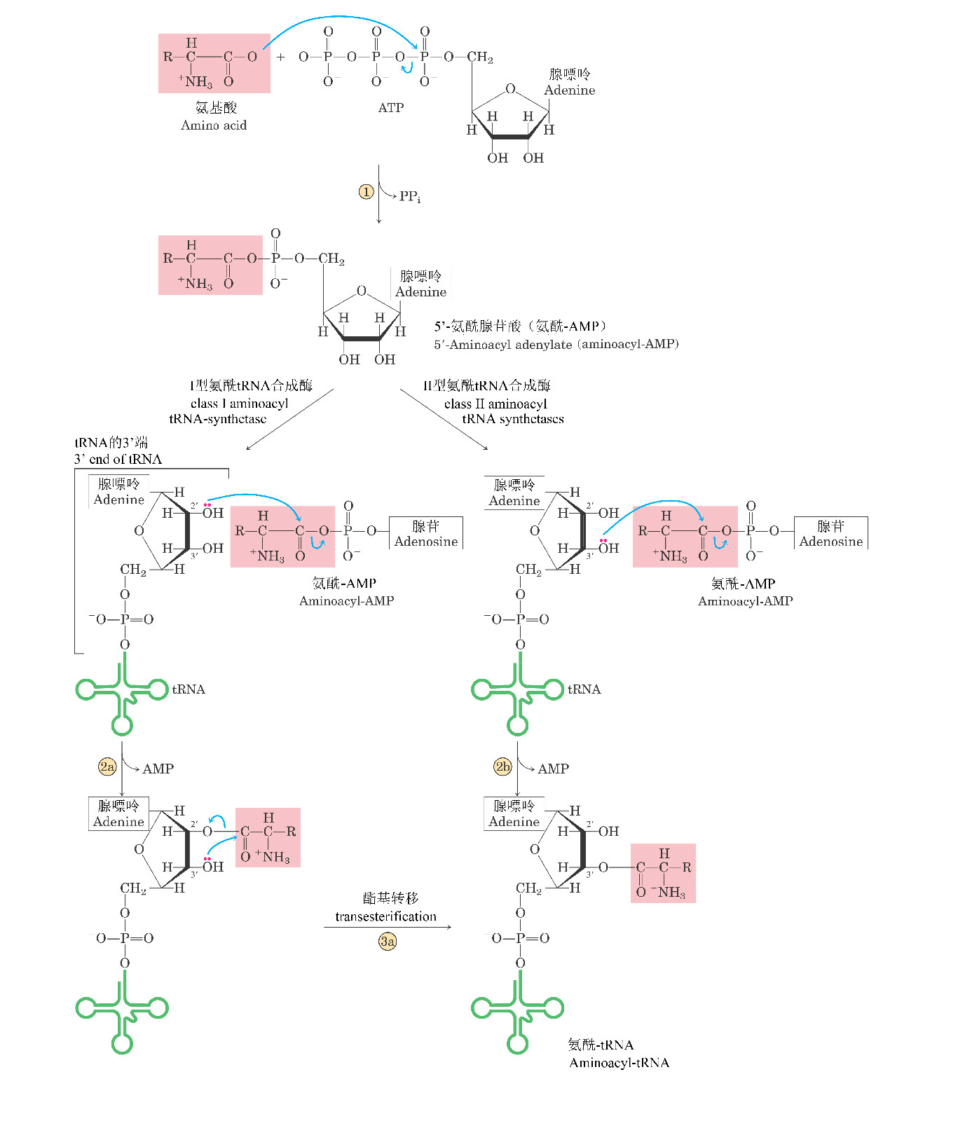 ATP活化胺基酸生成肽鏈