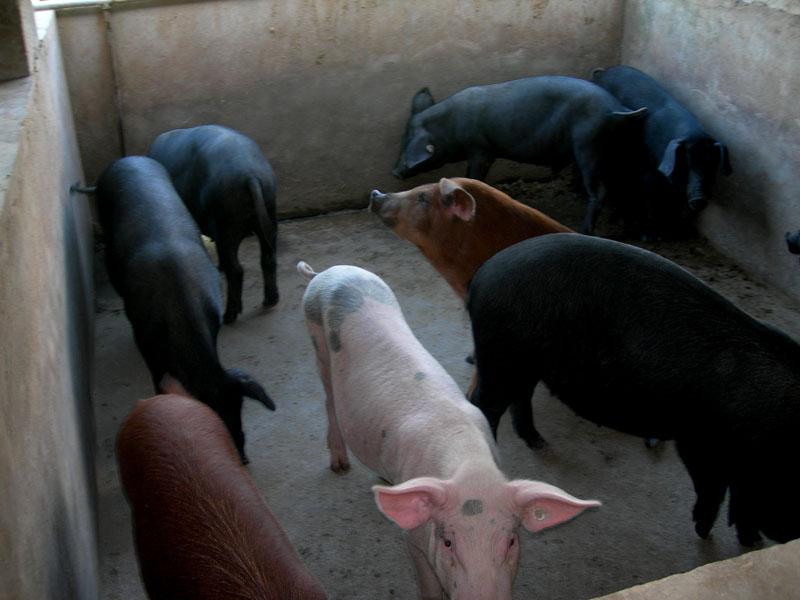 曼景勐村-生豬養殖