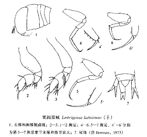 寬闊蠻戎