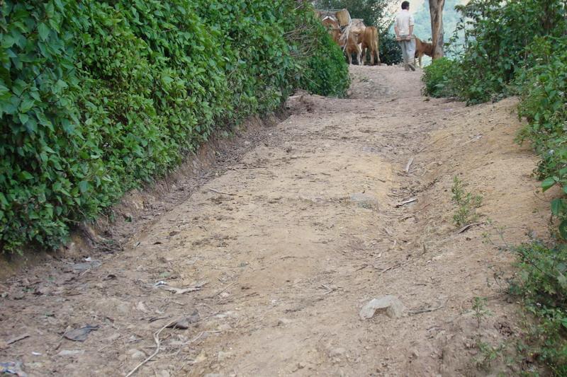 大關箐村通村道路