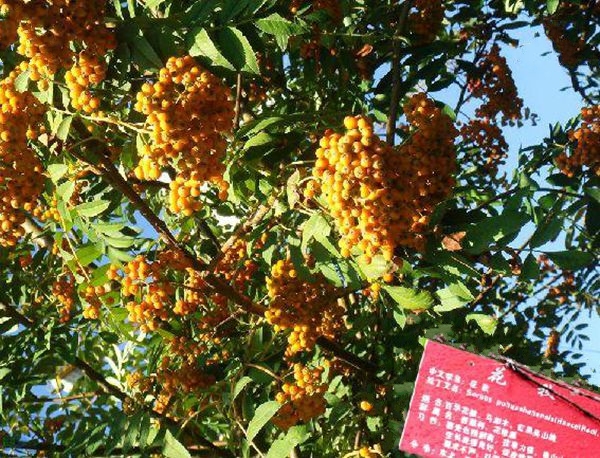 陝甘花楸太白山群體