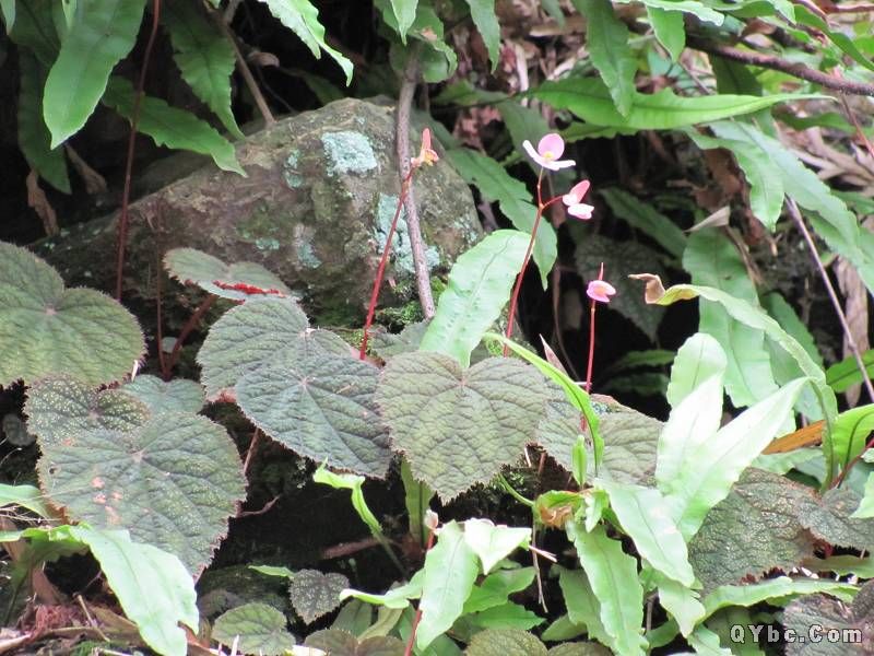 紫背天葵草(散血子（中藥材）)