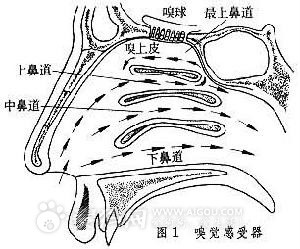 狗(小狗（動物）)