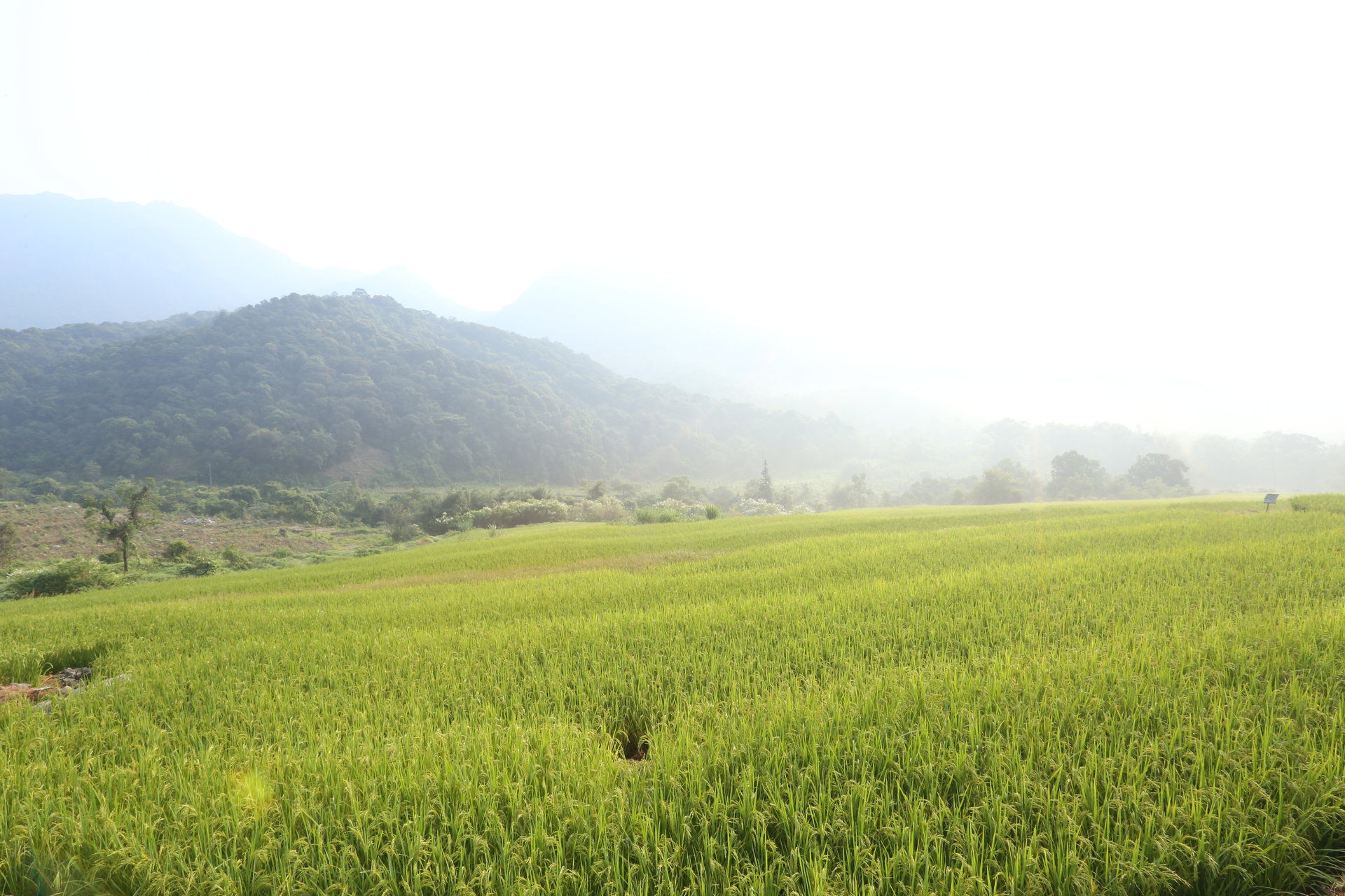 連山大米