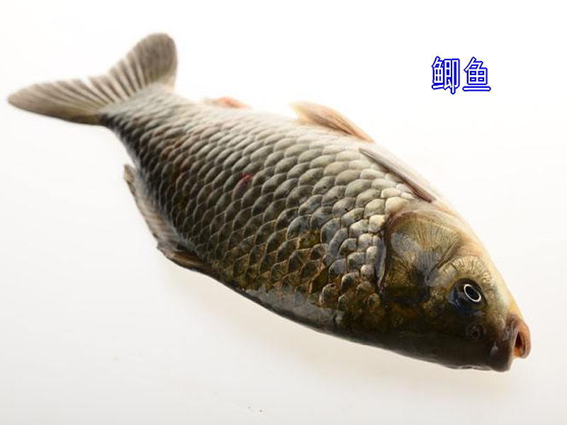 木瓜蓮子煲鯽魚