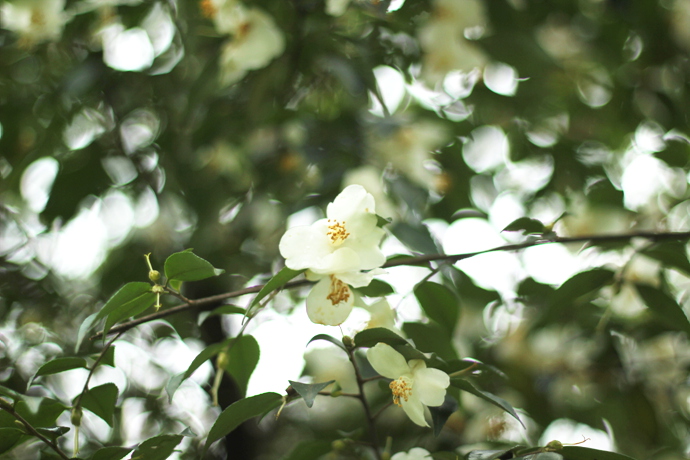 毛花連蕊茶