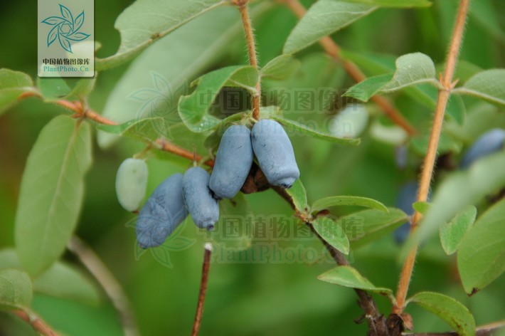 藍靛果（變種）