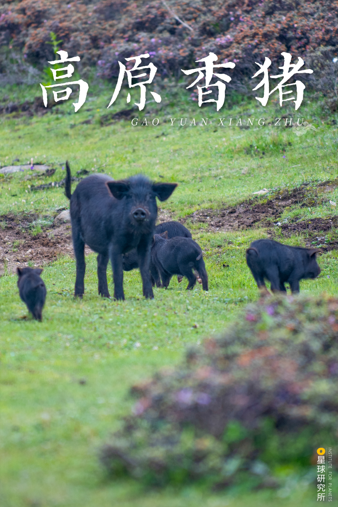 雲南人一定站在食物鏈頂端吧！