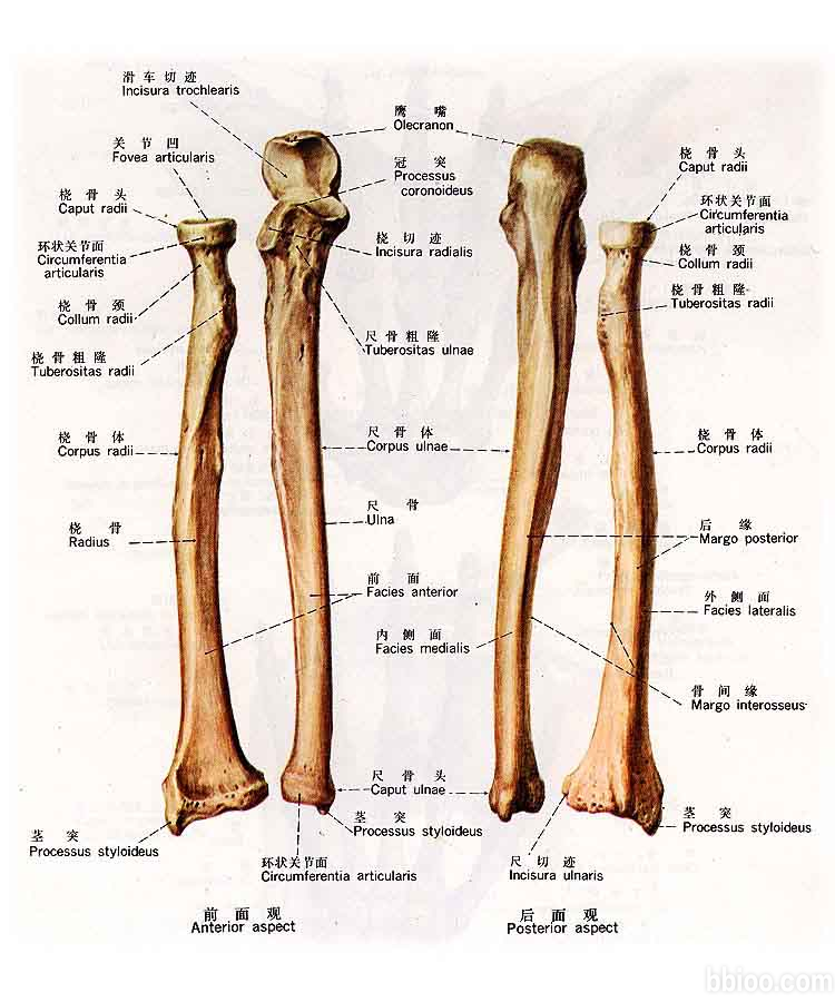 前臂尺骨