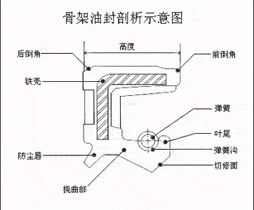 骨架油封結構剖析示意圖