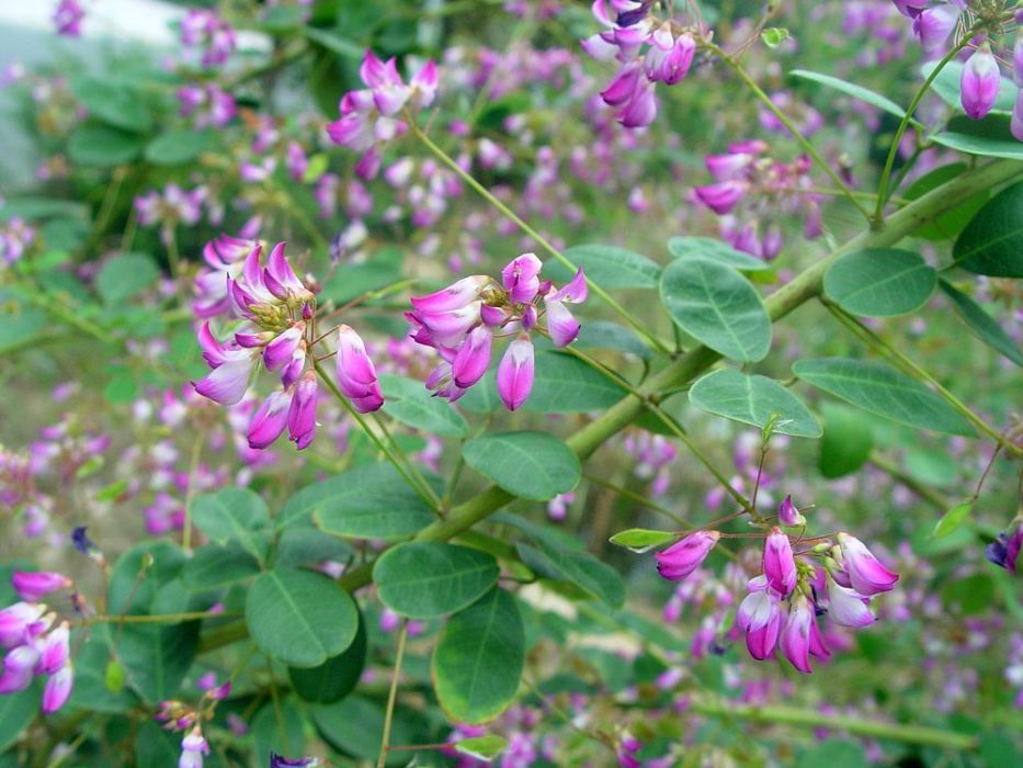 密脈笐子梢(豆科杭子梢屬植物)