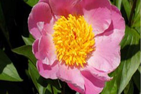 Paeonia lactiflora \x27Mischief\x27