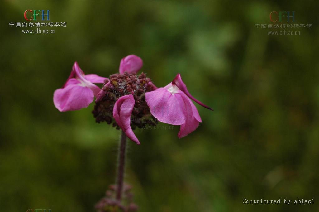 碩花馬先蒿