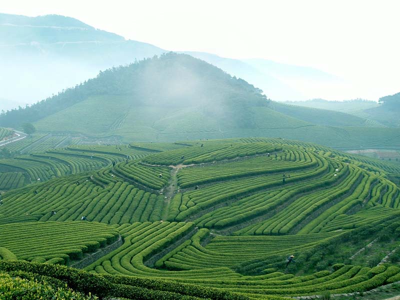 福泉山茶海