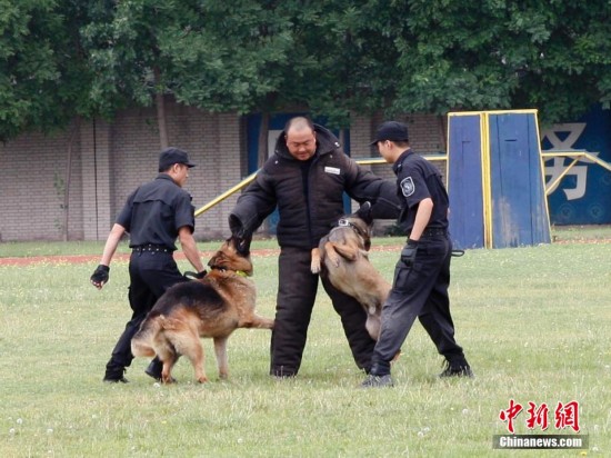 特種警犬