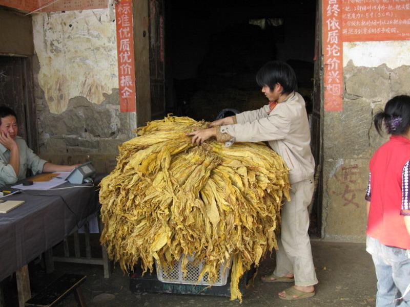 種植業