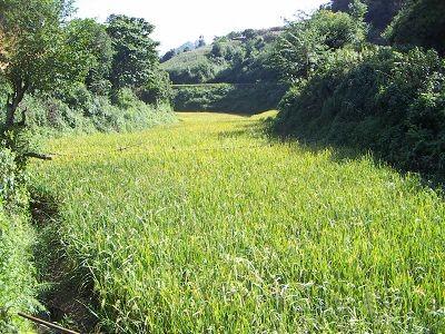 小羅里村水稻種植地