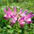 紫雲英(薔薇目豆科植物)