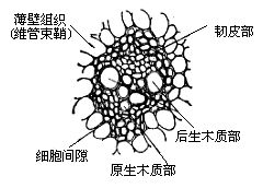 外韌維管束