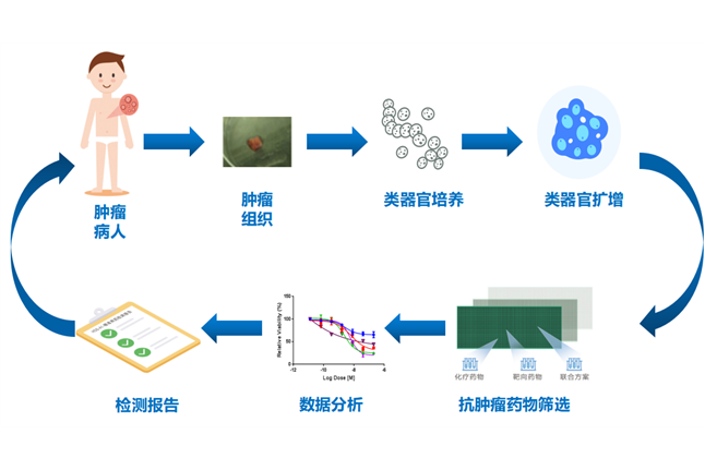 HDS腫瘤高通量藥敏檢測技術