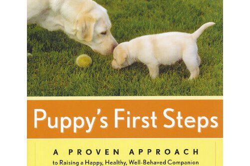 puppy\x27s first steps